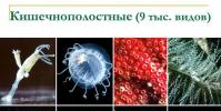 According to the general characteristics of multicellular cluster